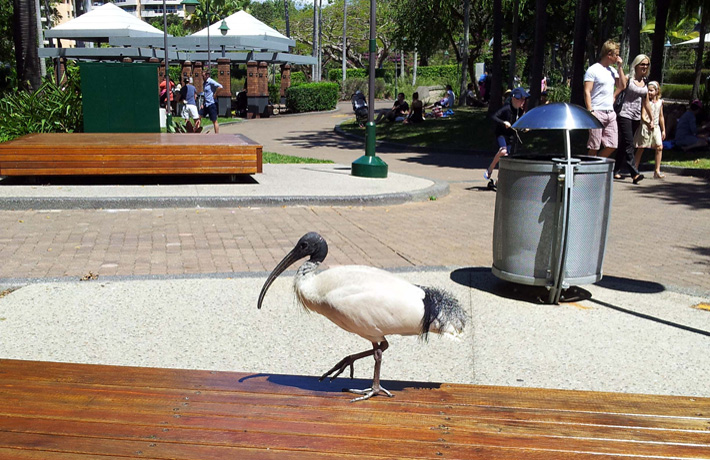 An ibis wondering around in a park.